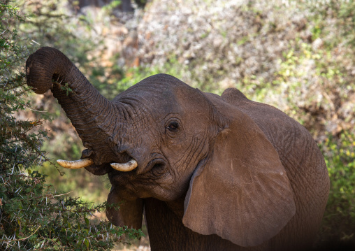 Elephant mother with her baby (Loxodonta africana), Samburu County, Samburu National Reserve, Kenya