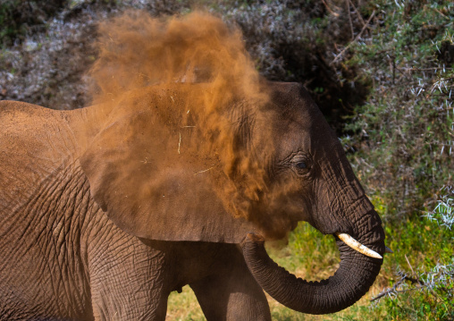 Elephant mother with her baby (Loxodonta africana), Samburu County, Samburu National Reserve, Kenya