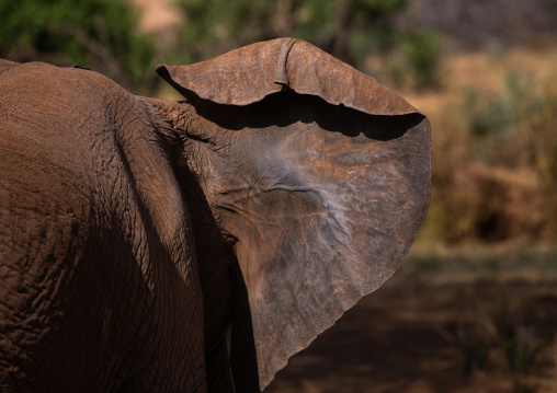 Elephant mother with her baby (Loxodonta africana), Samburu County, Samburu National Reserve, Kenya
