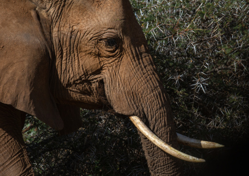 Elephant mother with her baby (Loxodonta africana), Samburu County, Samburu National Reserve, Kenya