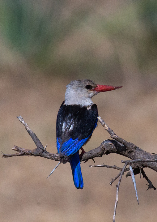 Grey-headed Kingfisher (Halcyon leucocephala) perched on dead branch, Samburu County, Samburu National Reserve, Kenya