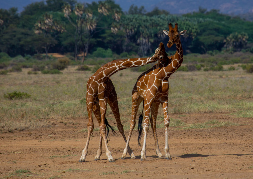 Reticulated giraffes (Giraffa camelopardalis reticulata) fighting, Samburu County, Samburu National Reserve, Kenya