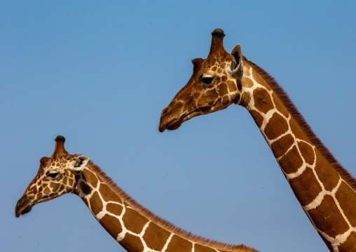Reticulated giraffes (Giraffa camelopardalis reticulata) in the bush, Samburu County, Samburu National Reserve, Kenya
