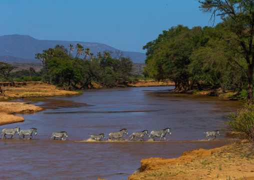 Grevy's Zebras (Equus grevyi) crossing a river in line, Samburu County, Samburu National Reserve, Kenya