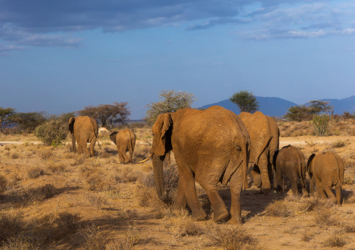 Herd of elephants (Loxodonta africana) with babies, Samburu County, Samburu National Reserve, Kenya