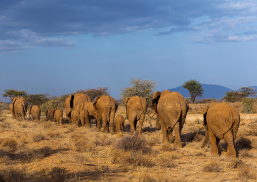 Herd of elephants (Loxodonta africana) with babies, Samburu County, Samburu National Reserve, Kenya