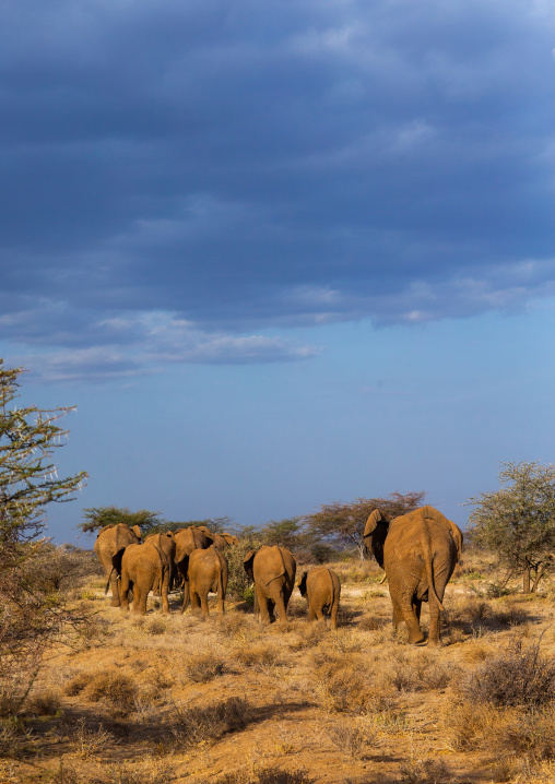 Herd of elephants (Loxodonta africana) with babies, Samburu County, Samburu National Reserve, Kenya