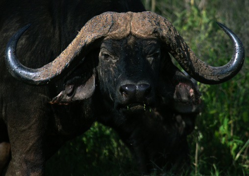 Buffalo looking at camera, Rift Valley Province, Nakuru, Kenya