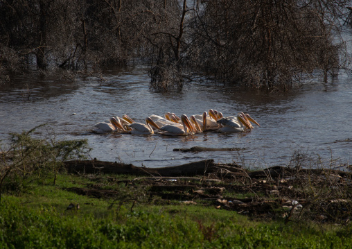 Great White Pelicans (Pelecanus onocrotalus) in a lake, Rift Valley Province, Nakuru, Kenya