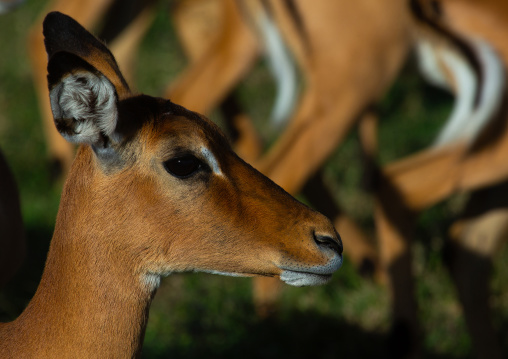 Female impala (Aepyceros melampus), Rift Valley Province, Nakuru, Kenya