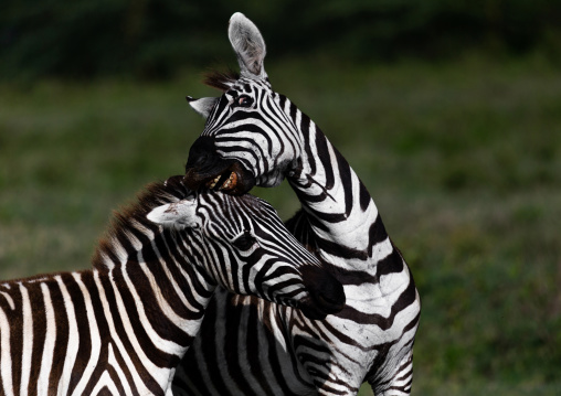 Zebras fighting, Rift Valley Province, Nakuru, Kenya