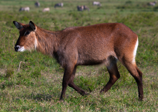 Female waterbuck (Kobus ellipsiprymnus), Rift Valley Province, Nakuru, Kenya