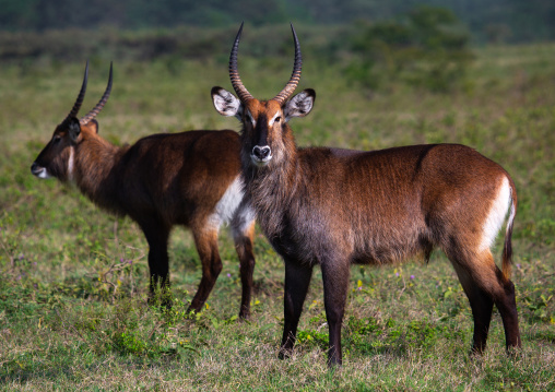 Male waterbuck (Kobus ellipsiprymnus), Rift Valley Province, Nakuru, Kenya