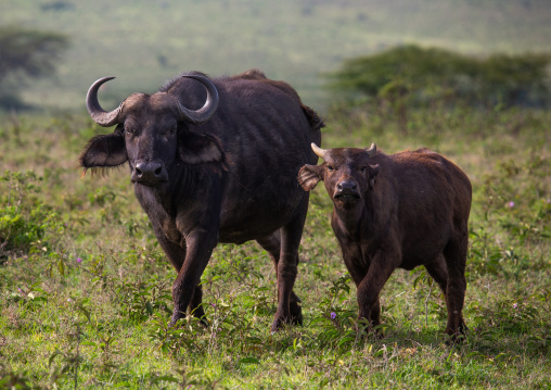 Buffalos in the grass, Rift Valley Province, Nakuru, Kenya