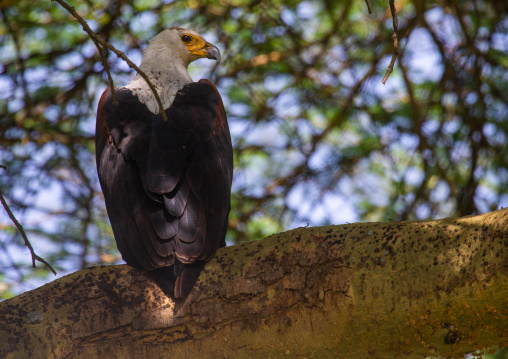 Eagle in a tree, Rift Valley Province, Nakuru, Kenya