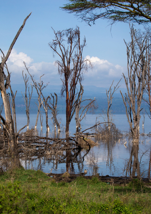 Dead trees in front of the rising waters of a lake, Rift Valley Province, Nakuru, Kenya