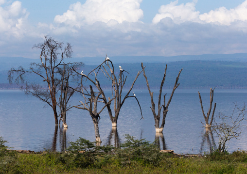 Dead trees in front of the rising waters of a lake, Rift Valley Province, Nakuru, Kenya