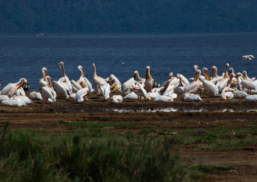 Great White Pelicans (Pelecanus onocrotalus), Rift Valley Province, Nakuru, Kenya