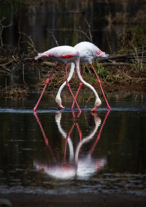 Pink flamingos eating in a lake, Rift Valley Province, Nakuru, Kenya