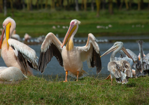 Great White Pelicans (Pelecanus onocrotalus) with open wings, Rift Valley Province, Nakuru, Kenya