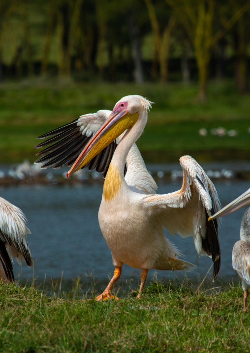 Great White Pelicans (Pelecanus onocrotalus) with open wings, Rift Valley Province, Nakuru, Kenya
