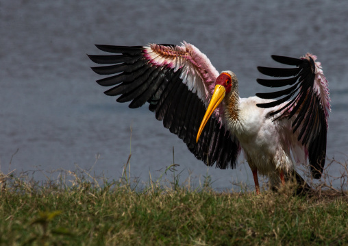 Yellow-billed Stork (Mycteria ibis) with open wings, Rift Valley Province, Nakuru, Kenya