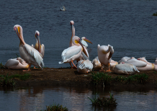 Great White Pelicans (Pelecanus onocrotalus), Rift Valley Province, Nakuru, Kenya