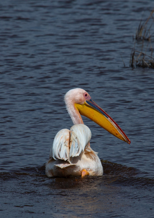 Great White Pelicans (Pelecanus onocrotalus), Rift Valley Province, Nakuru, Kenya
