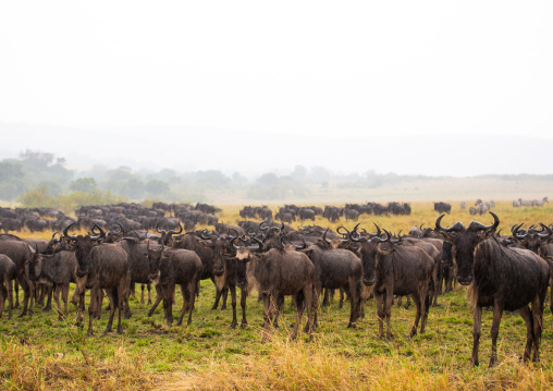 Wildebeests migration, Rift Valley Province, Maasai Mara, Kenya