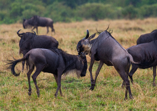 Wildebeests fighting, Rift Valley Province, Maasai Mara, Kenya