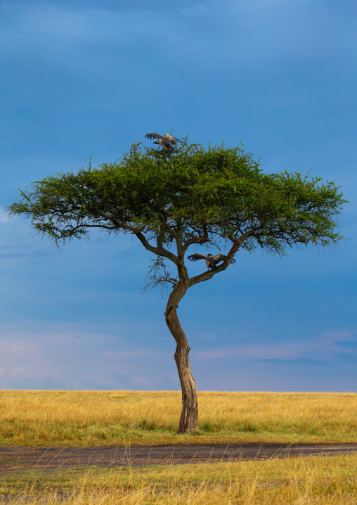 Vultures in acacia tree, Rift Valley Province, Maasai Mara, Kenya