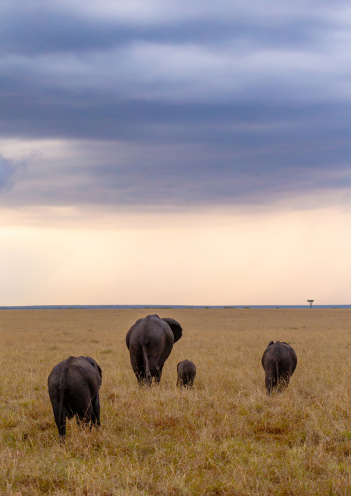 Elephants (Loxodonta africana), Rift Valley Province, Maasai Mara, Kenya