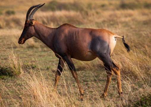 Coke's hartebeest (Alcelaphus buselaphus cokii) in the savanna, Rift Valley Province, Maasai Mara, Kenya