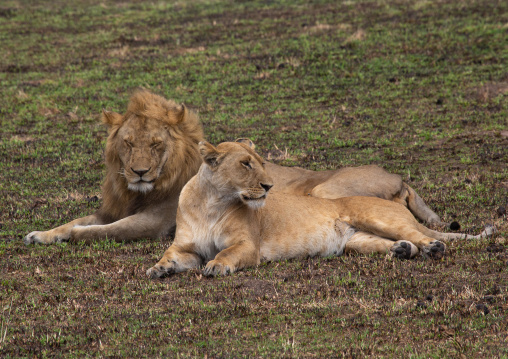 Lions couple ready to mate, Rift Valley Province, Maasai Mara, Kenya