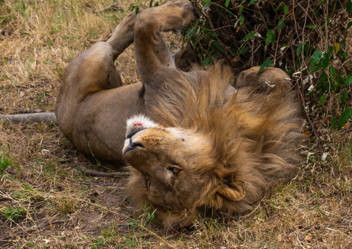 Lion rolling on its back, Rift Valley Province, Maasai Mara, Kenya