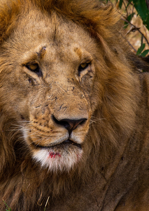 Lion head, Rift Valley Province, Maasai Mara, Kenya