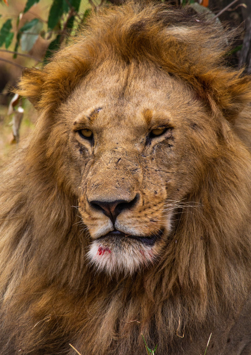 Lion head, Rift Valley Province, Maasai Mara, Kenya