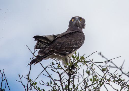 Martial eagle (Polemaetus bellicosus), Rift Valley Province, Maasai Mara, Kenya