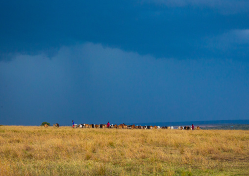 Maasai sheperds with their cattlr in the savannah, Rift Valley Province, Maasai Mara, Kenya