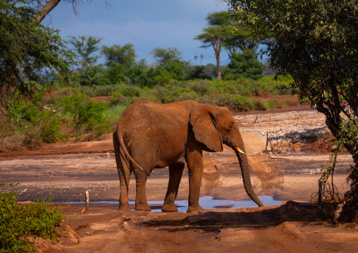 Elephant in front of a dry river, Samburu County, Samburu National Reserve, Kenya