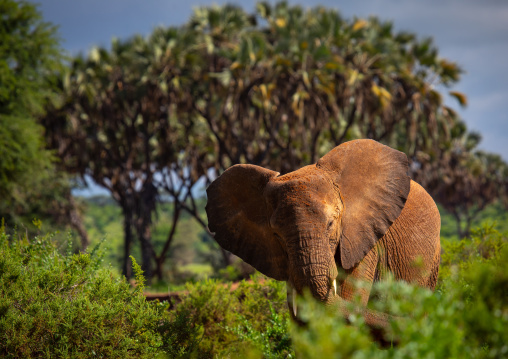 Elephant in the bush, Samburu County, Samburu National Reserve, Kenya