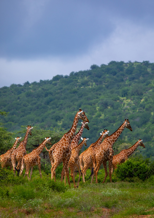 Herd of reticulated giraffes (Giraffa camelopardalis reticulata), Samburu County, Samburu National Reserve, Kenya