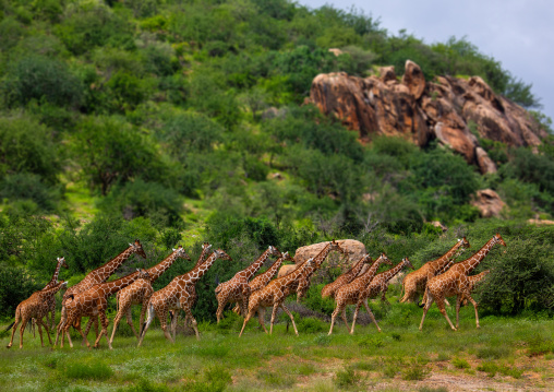Herd of reticulated giraffes (Giraffa camelopardalis reticulata), Samburu County, Samburu National Reserve, Kenya