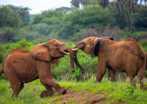 Elephants fighting, Samburu County, Samburu National Reserve, Kenya