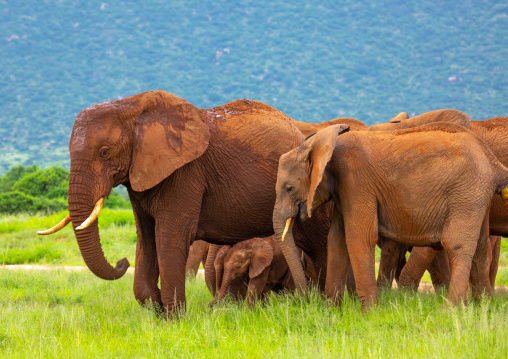 Rare elephant twins in a herd, Samburu County, Samburu National Reserve, Kenya