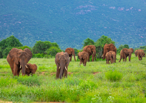 Elephants herd in green grass after rain, Samburu County, Samburu National Reserve, Kenya