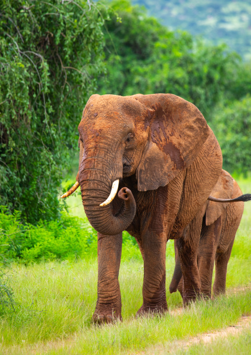 Elephants  in green grass after rain, Samburu County, Samburu National Reserve, Kenya