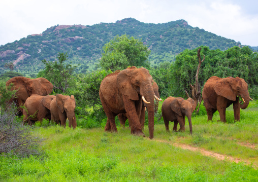 Elephants herd in green grass after rain, Samburu County, Samburu National Reserve, Kenya