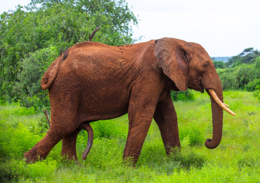 Male elephant with penis extended, Samburu County, Samburu National Reserve, Kenya
