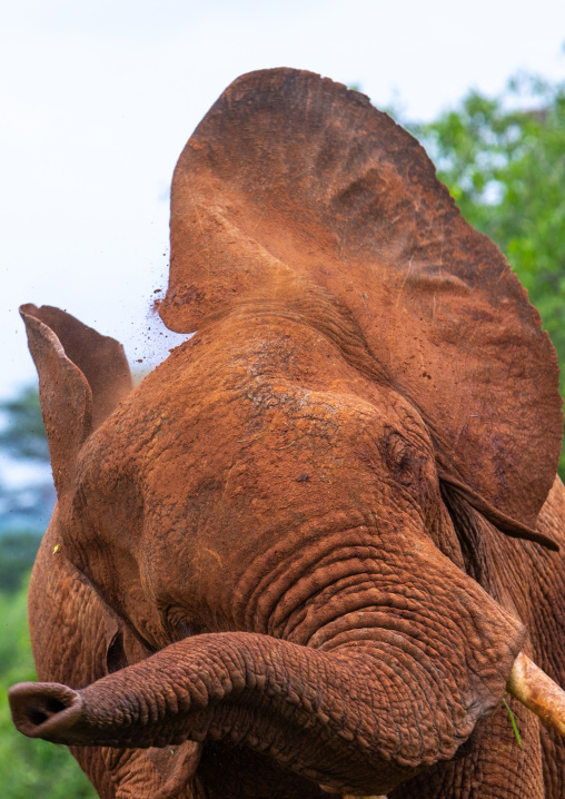 Male elephant shaking his head, Samburu County, Samburu National Reserve, Kenya